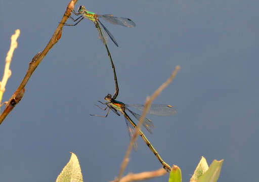 Image of Emerald Spreadwing