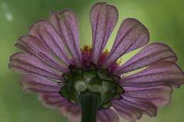 Image of zinnia