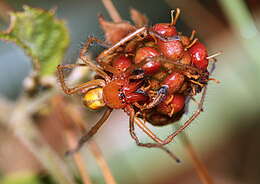 Слика од Cheiracanthium punctorium (Villers 1789)