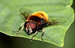 Volucella bombylans (Linnaeus 1758) resmi