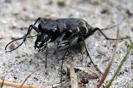 Image of Heath tiger beetle