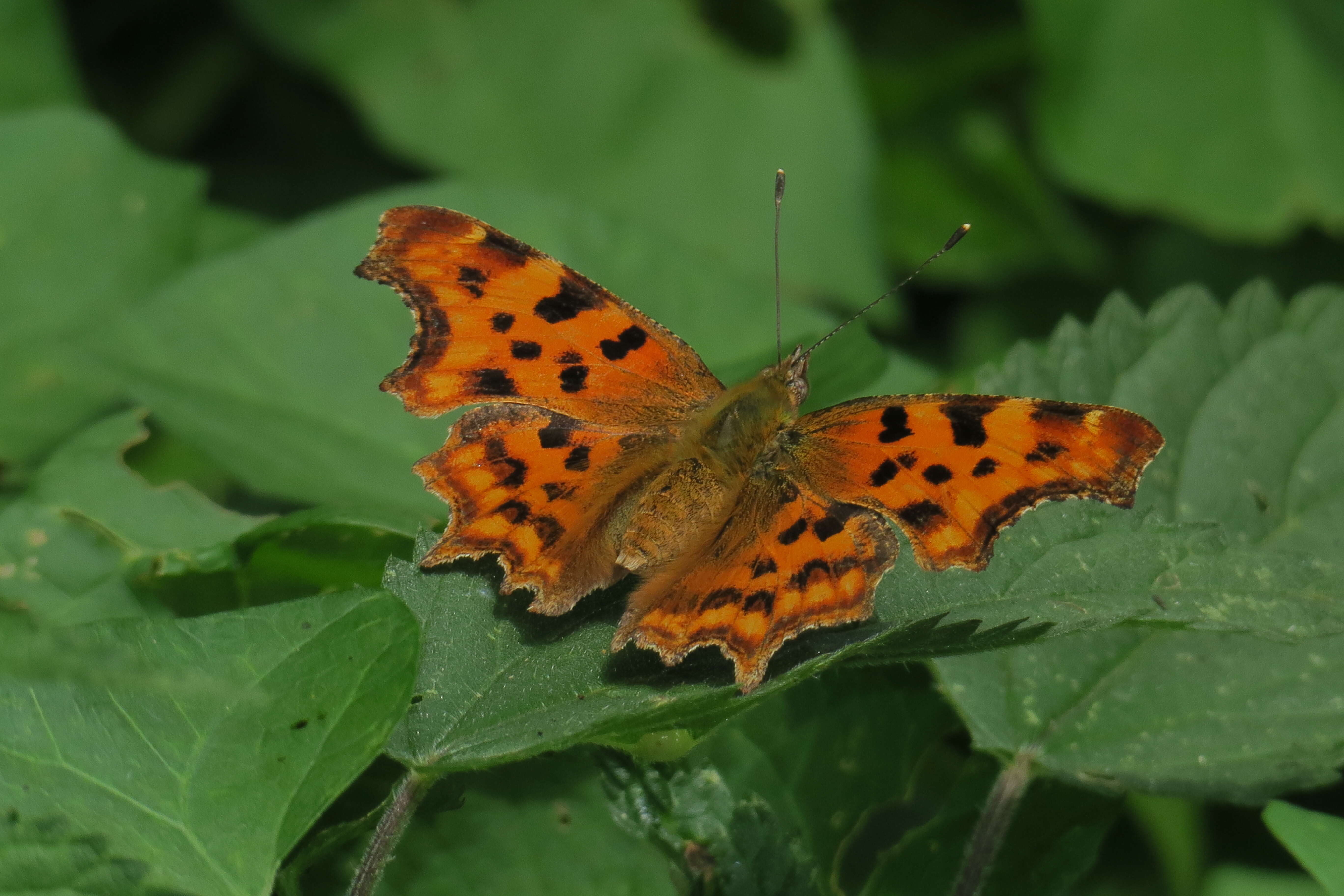 Image of Comma