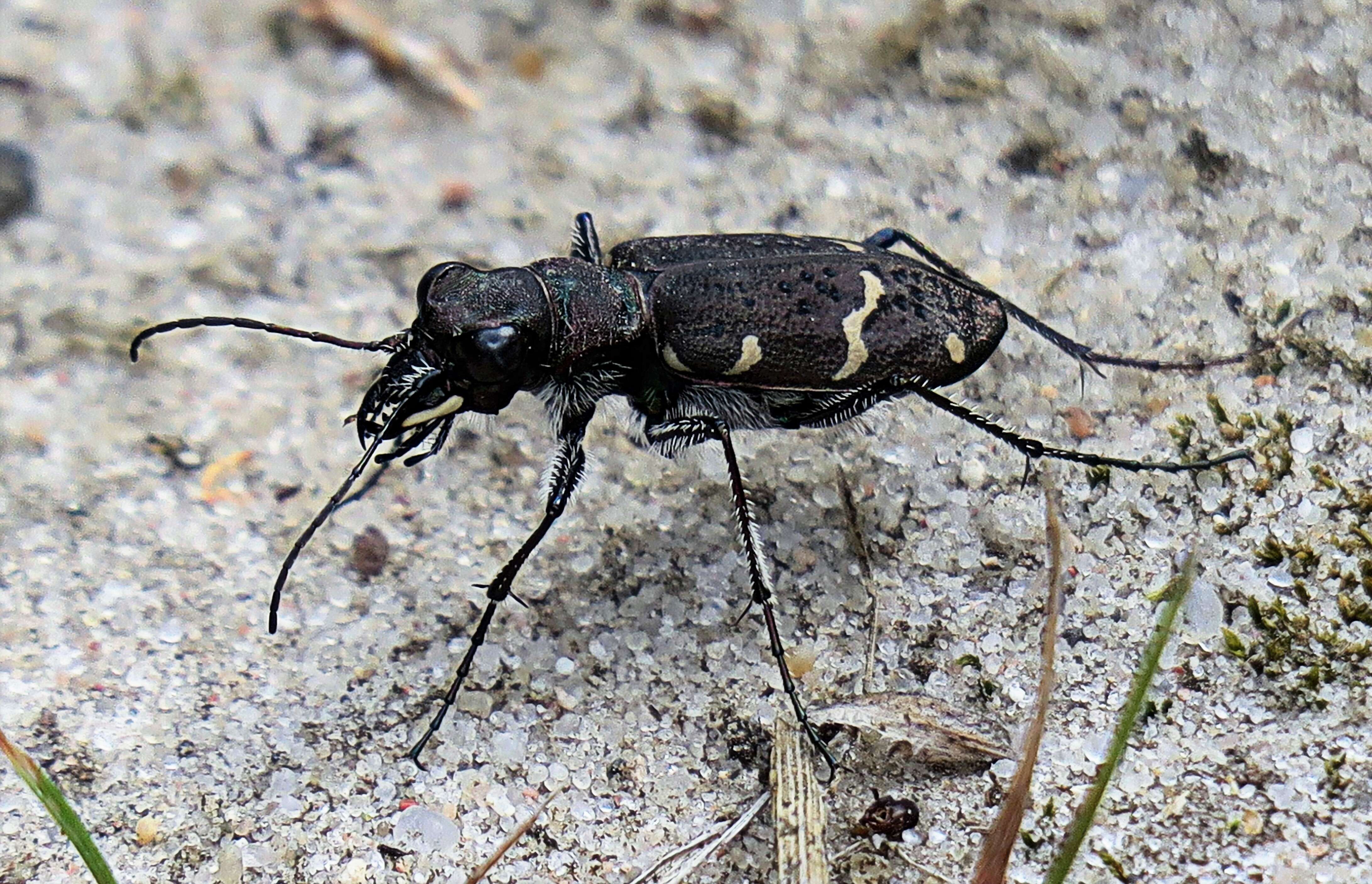 Image of Heath tiger beetle