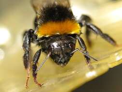 Image of Common carder bumblebee