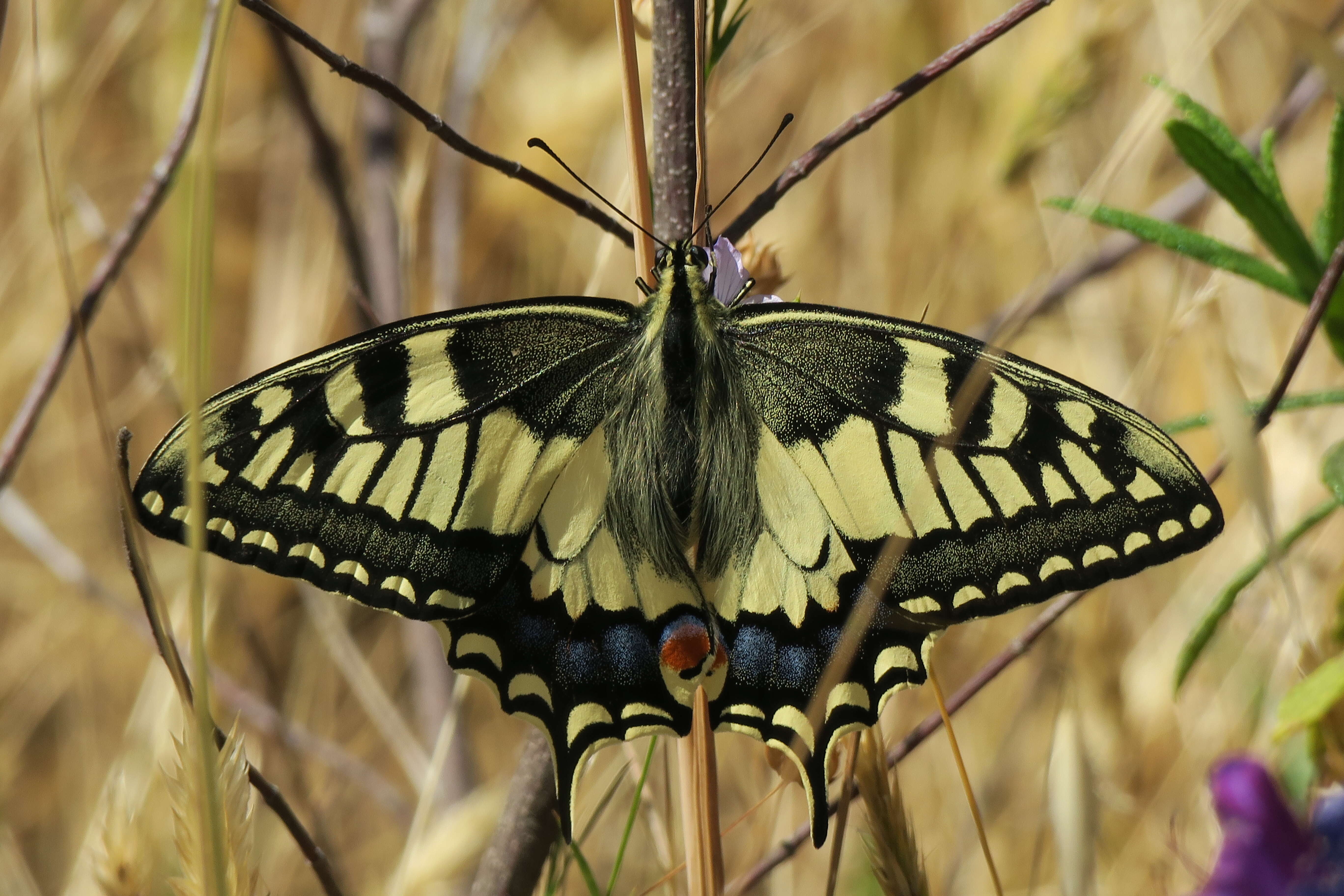 Image of Old World Swallowtail