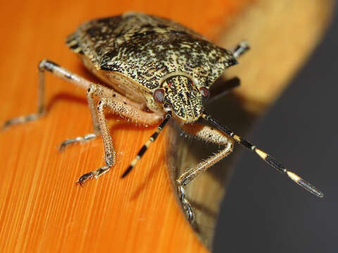 Image of sloe bug