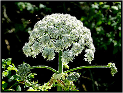 Image of Mantegazzi's Cow-Parsnip