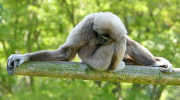 Image of White-handed Gibbon