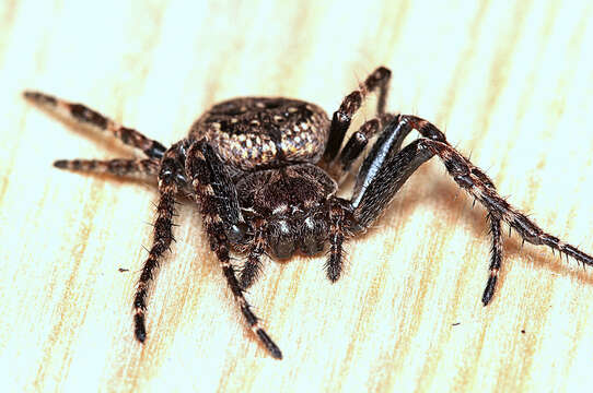 Image of Walnut Orb-Weaver Spider