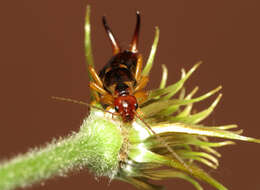 Image of earwigs