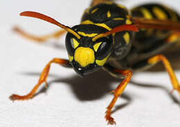 Image of Dolichovespula sylvestris (Scopoli 1763)