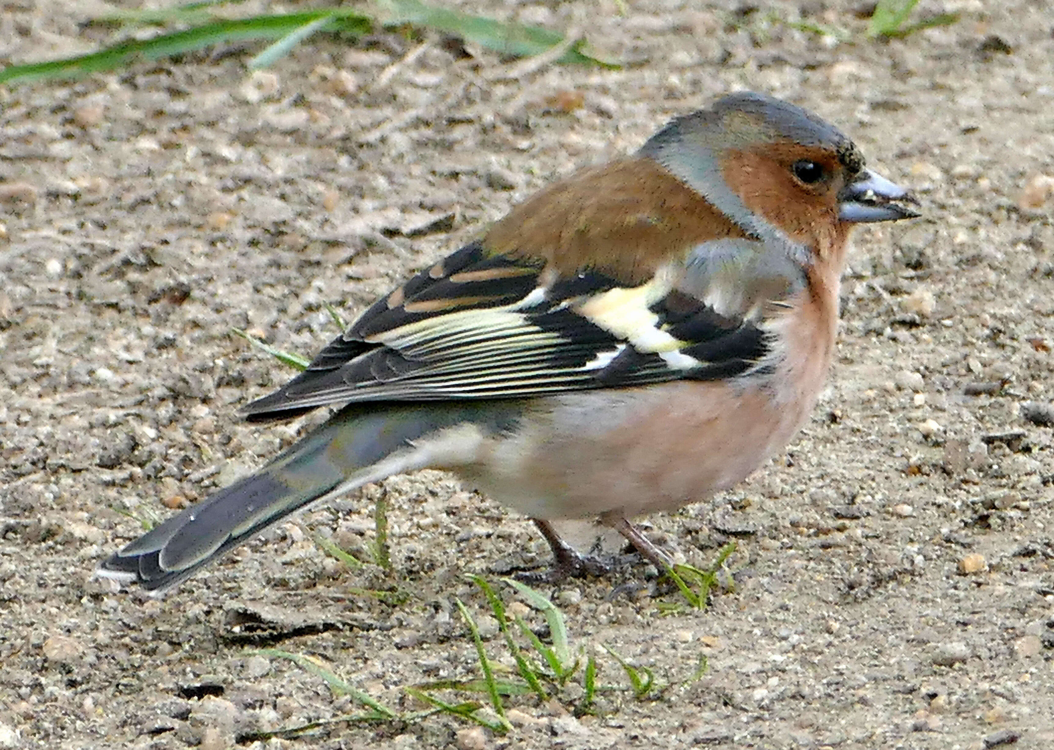 Image of Fringilla Linnaeus 1758