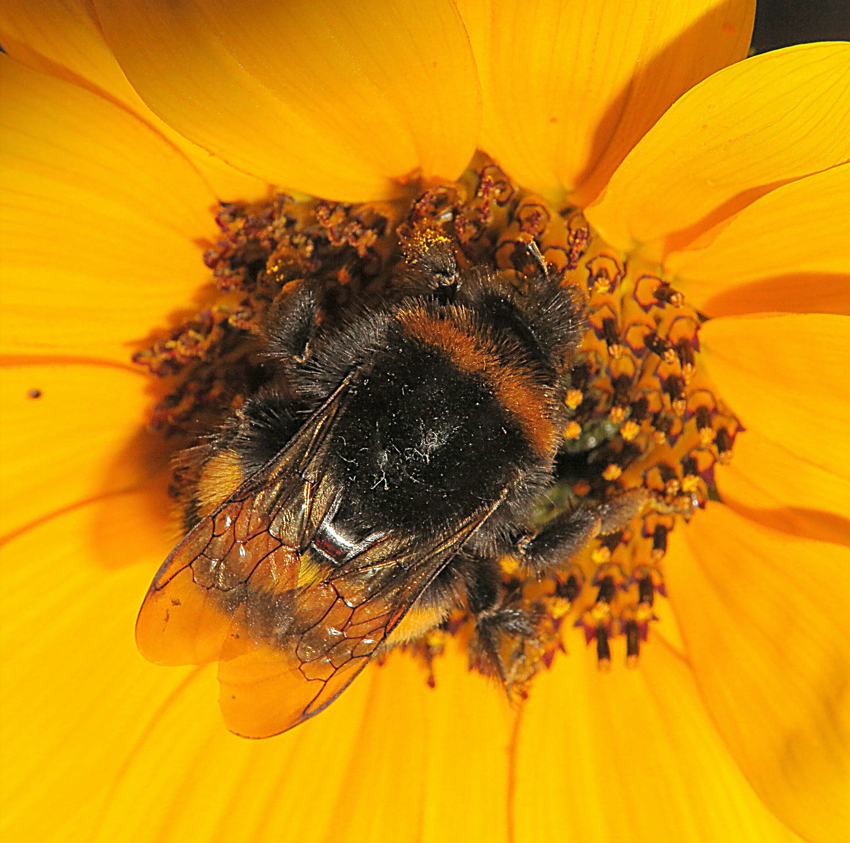 Image of Bombus magnus Vogt 1911