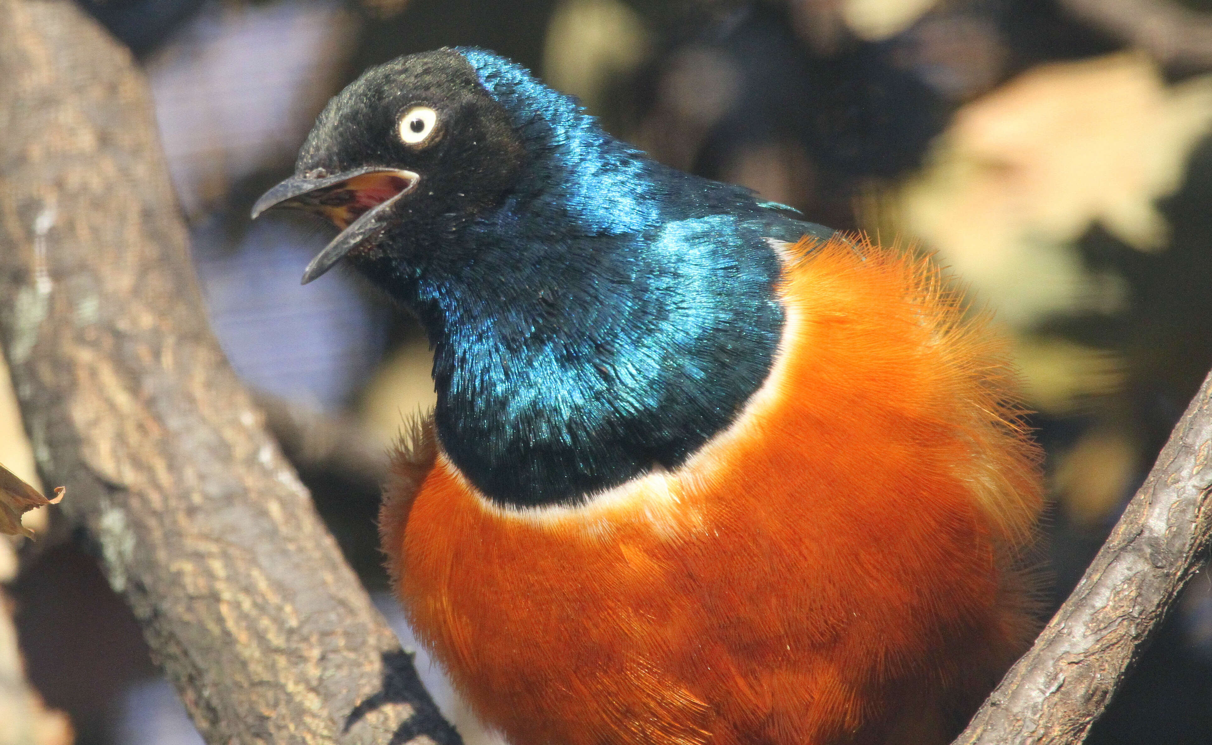 Image of Superb Starling