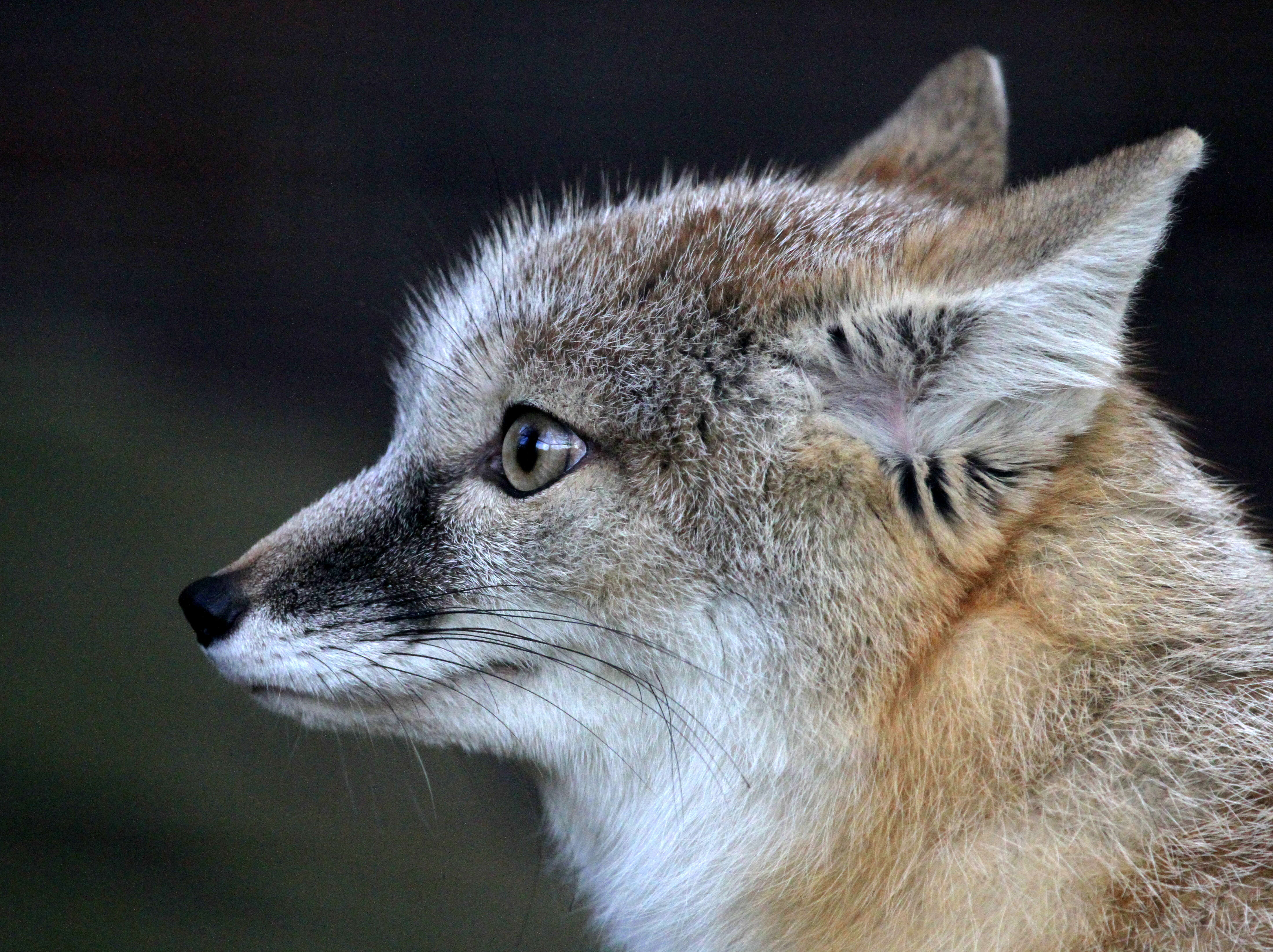 Слика од Vulpes corsac (Linnaeus 1768)