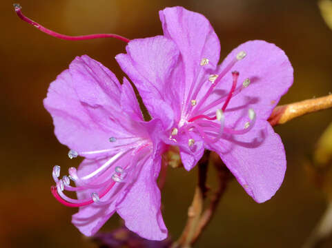 Image de Rhododendron mucronulatum Turcz.