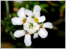 Imagem de Iberis sempervirens L.