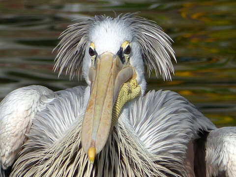 Image of Pink-backed Pelican