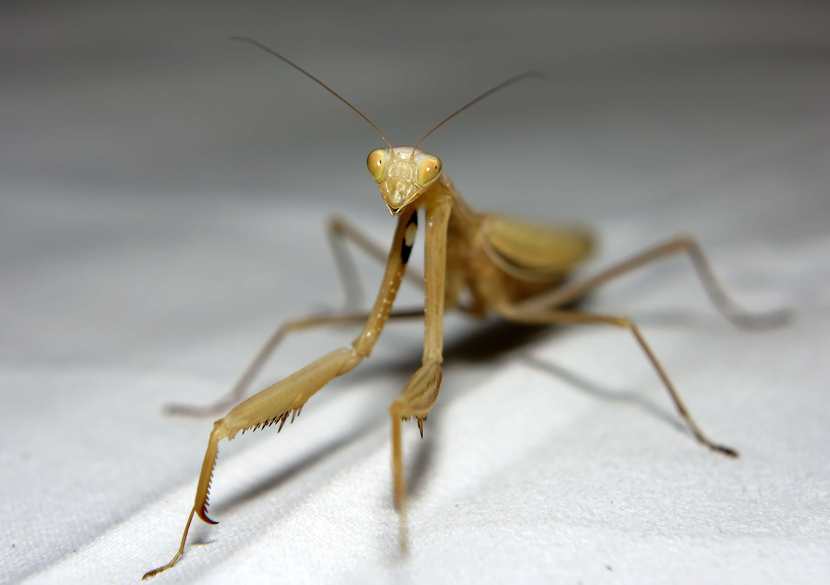 Image of Mantis