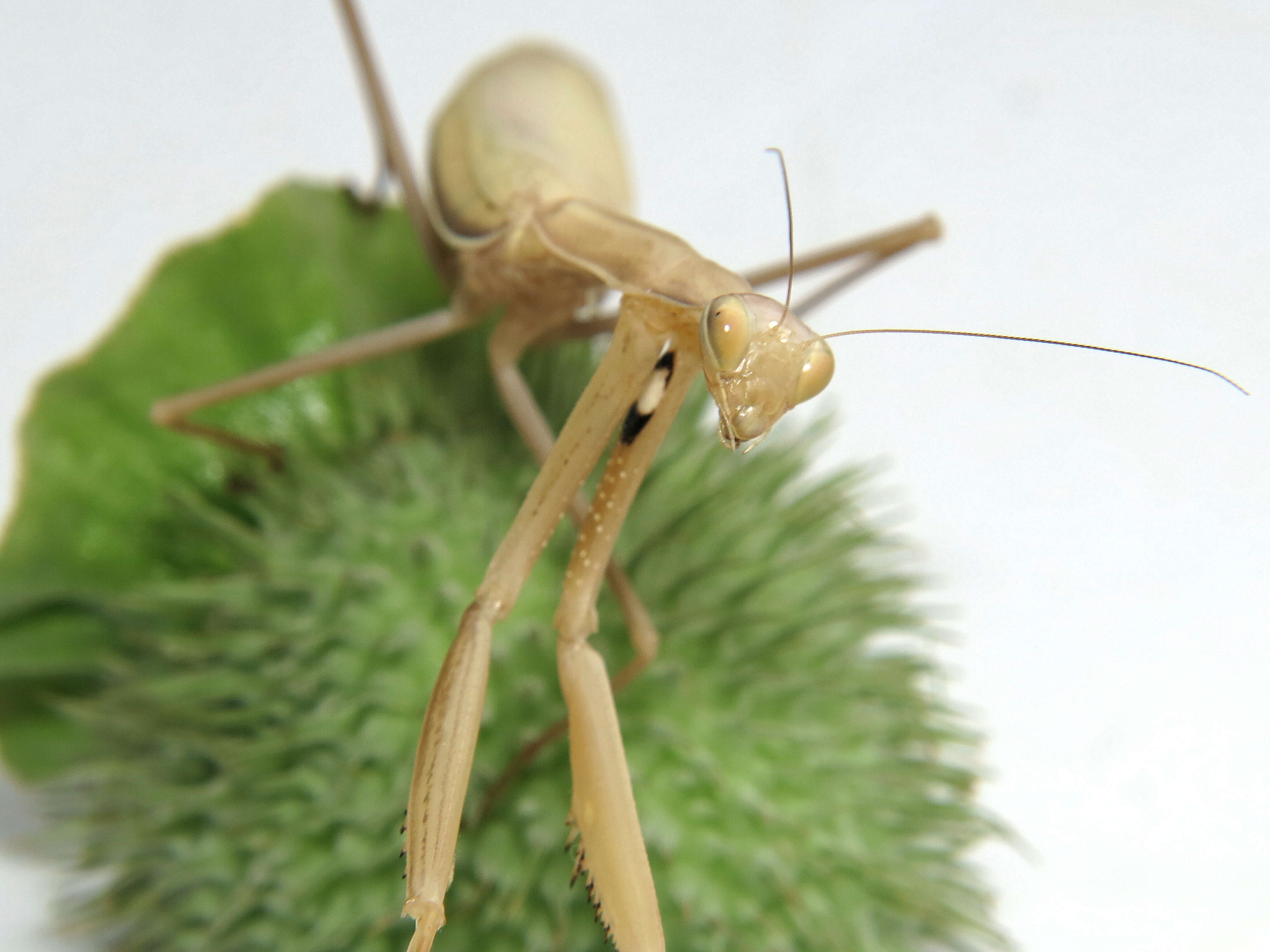 Image of Mantis