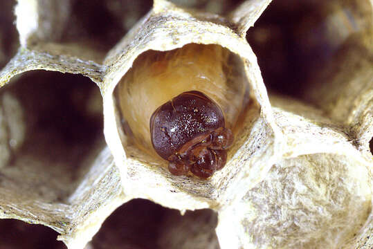 Image of Polistes bischoffi Weyrauch 1937