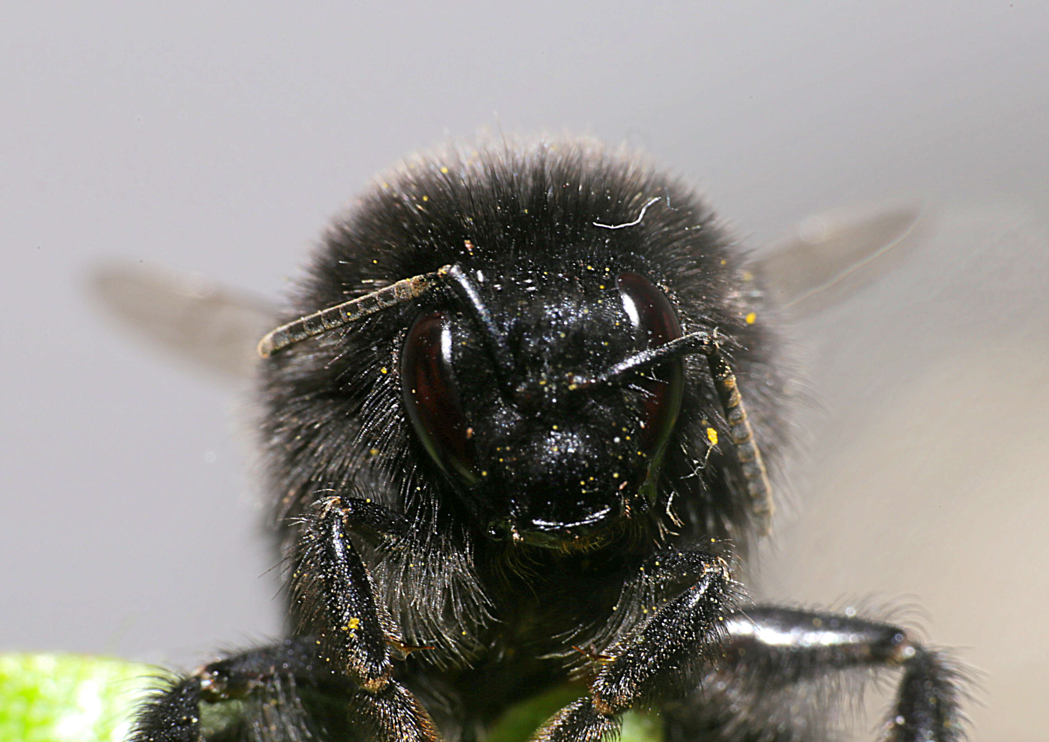 Image of Red tailed bumblebee