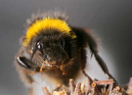 Image of Common carder bumblebee