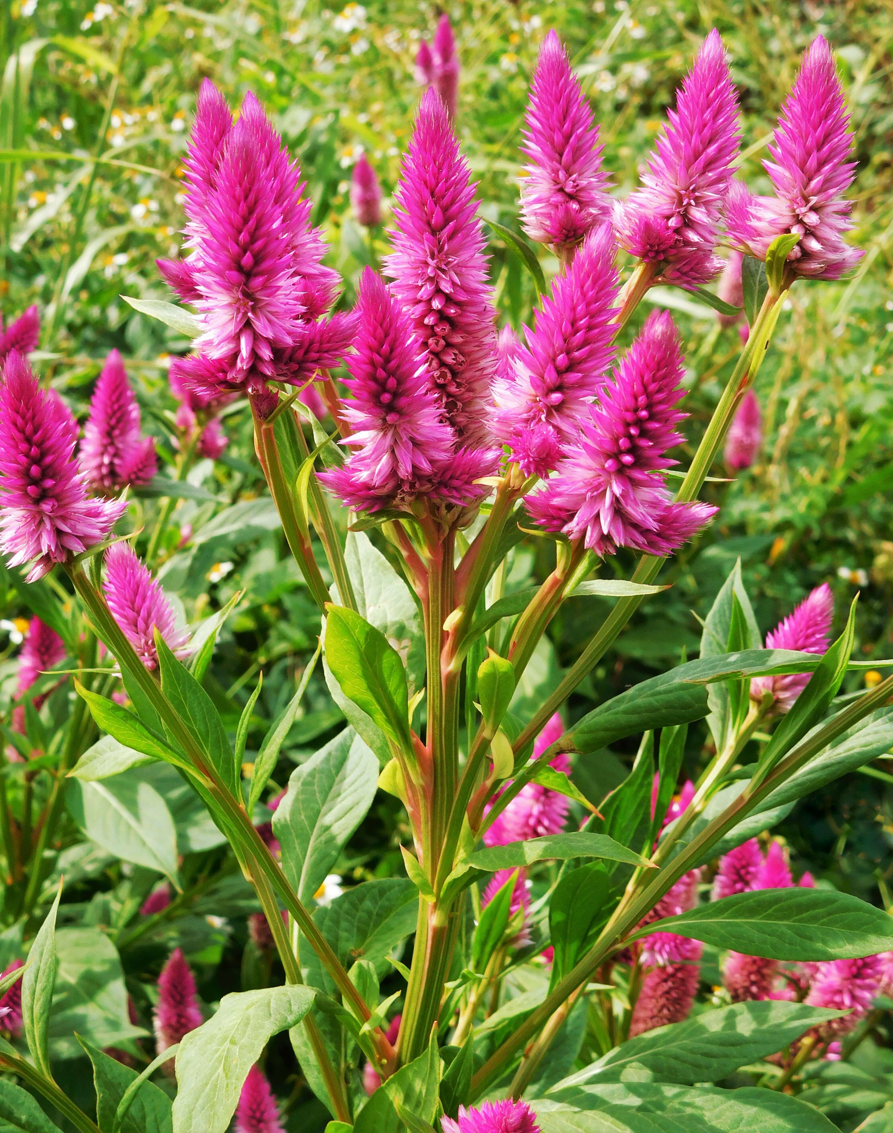 Imagem de Celosia argentea L.