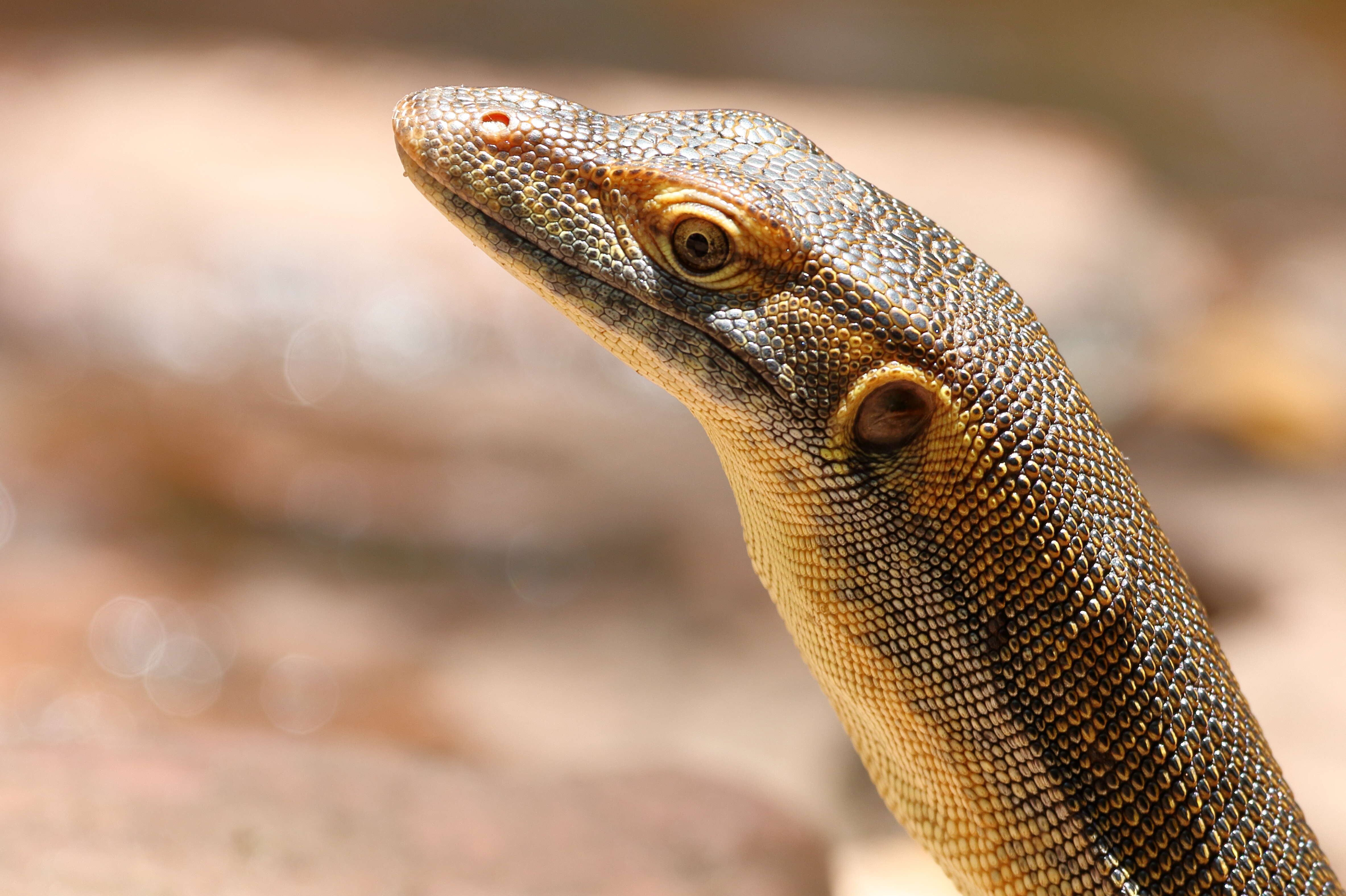 Image of Mertens's Water Monitor