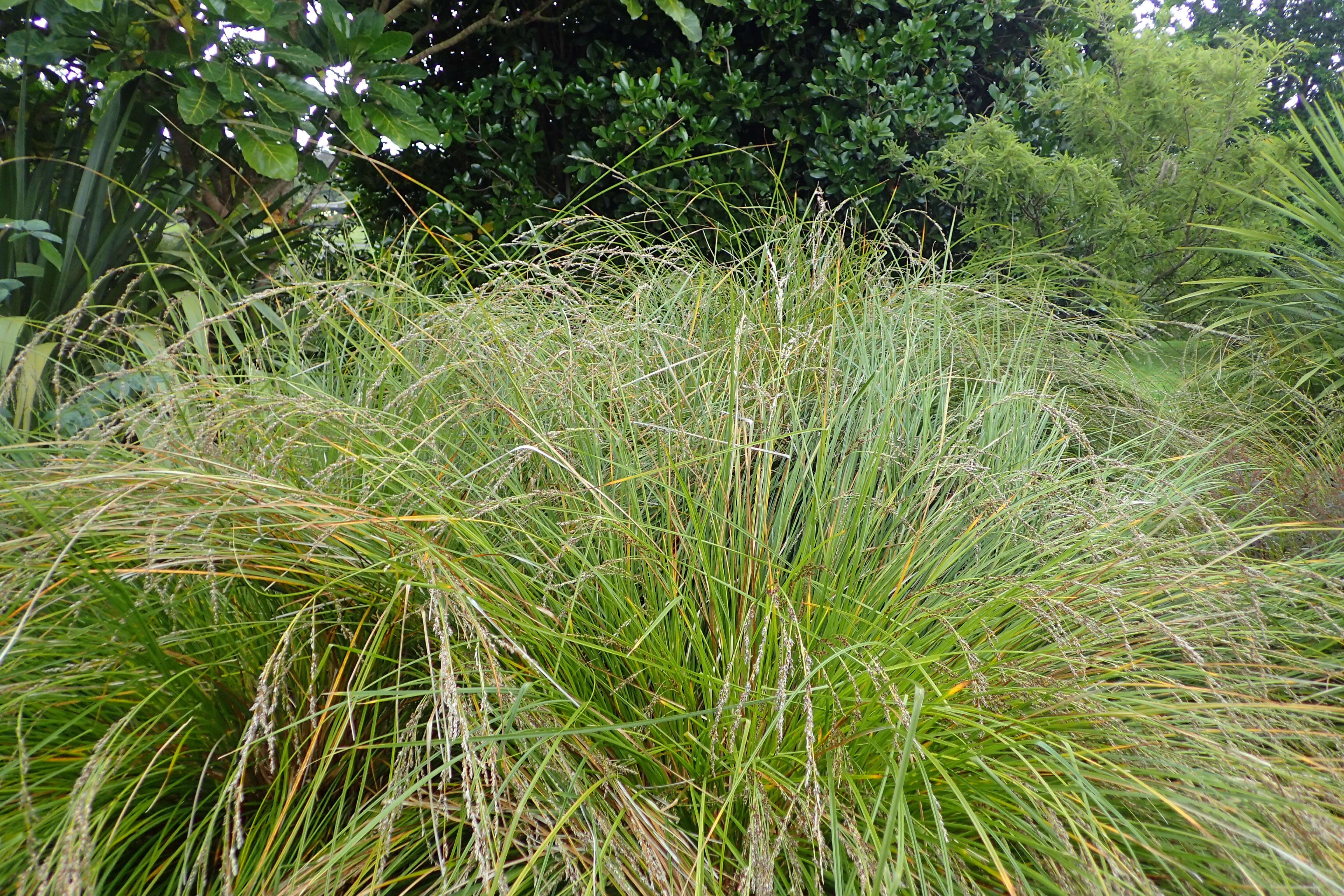 Image of Carex secta Boott