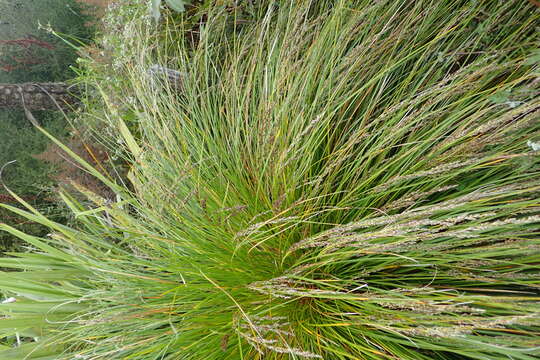 Image of Carex secta Boott