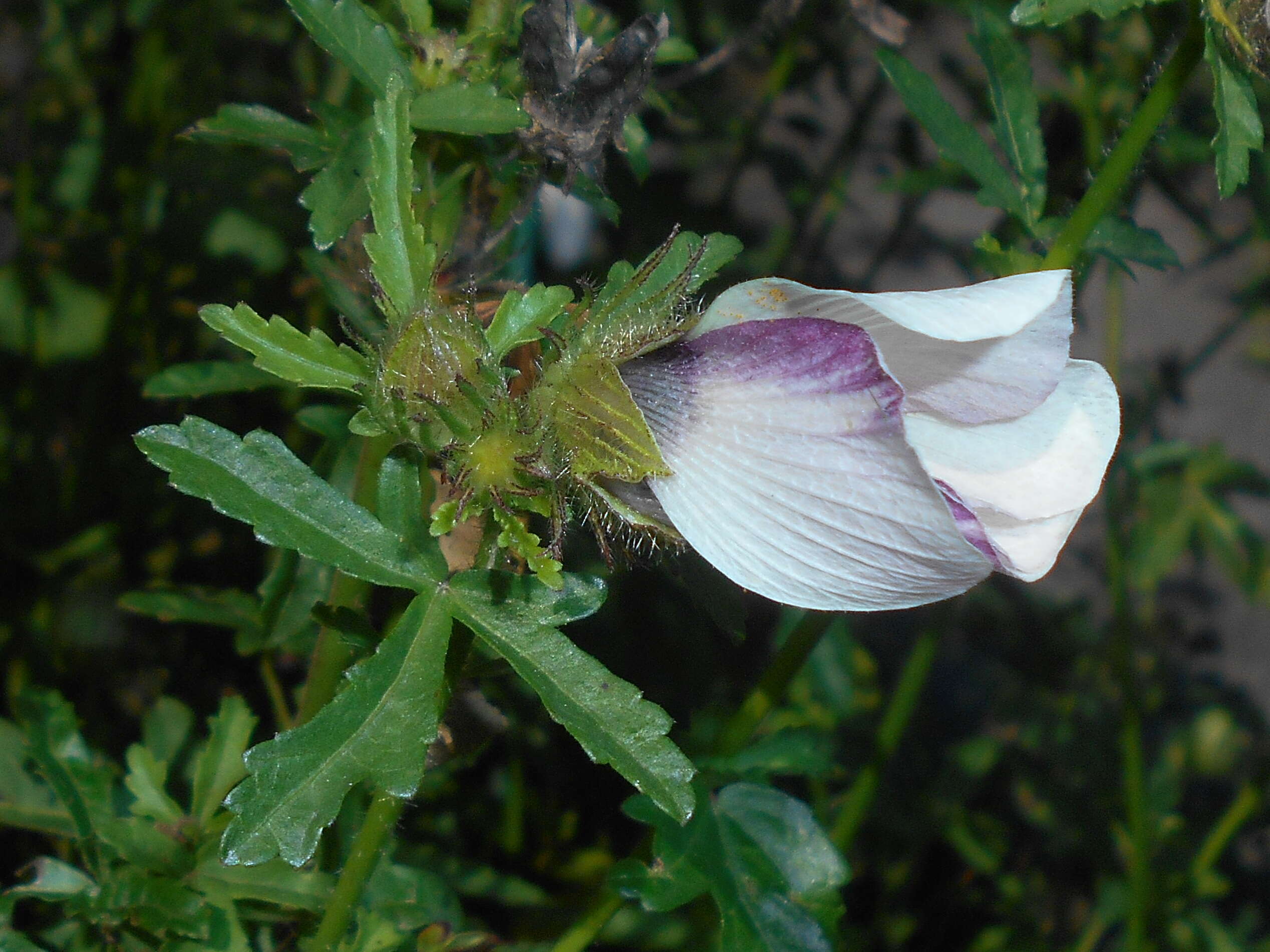 Image of flower of an hour