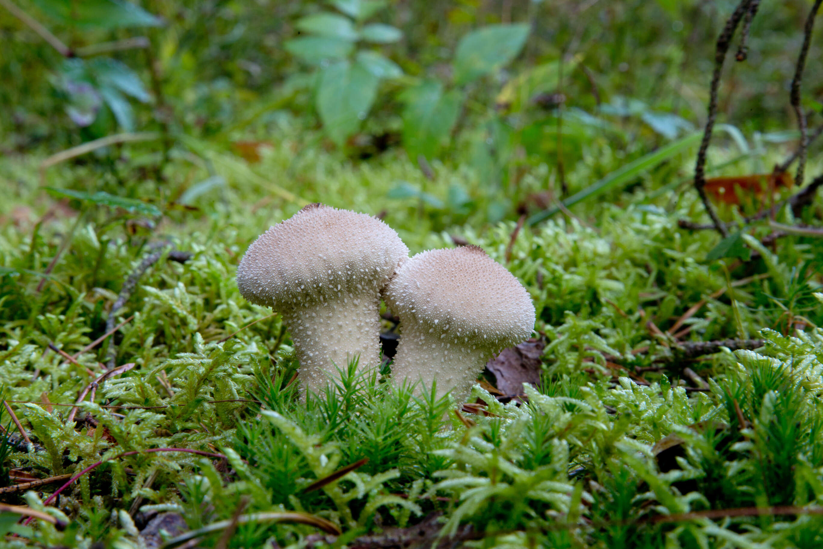 Imagem de Lycoperdon perlatum Pers. 1796