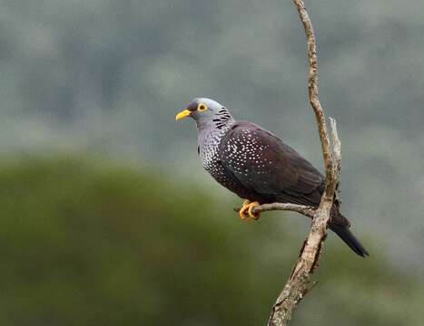 Image of African Olive Pigeon