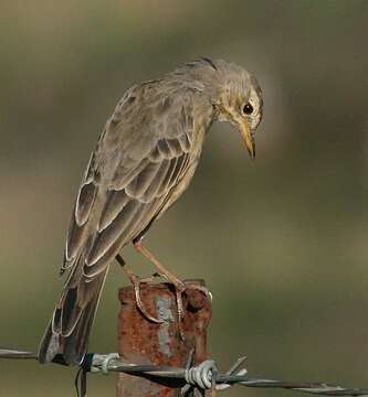 Image of Plain-backed Pipit