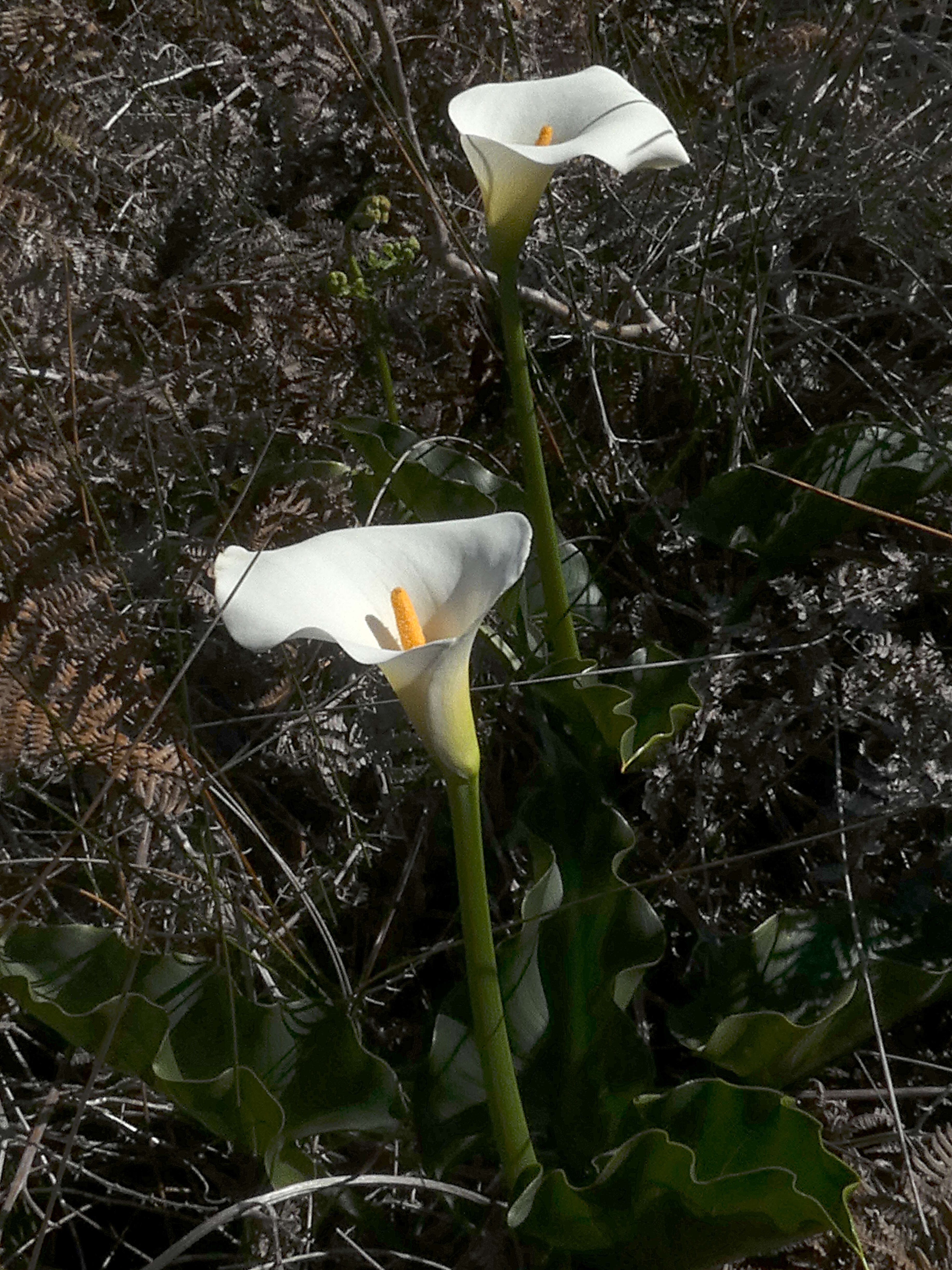 Image of Arum lily