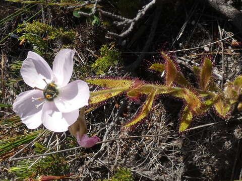 Image of Drosera cistiflora L.