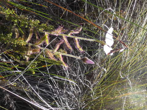 Image of Drosera cistiflora L.