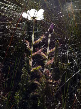 Image of Drosera cistiflora L.