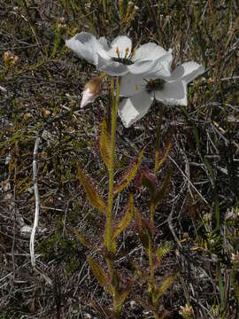 Image of Drosera cistiflora L.