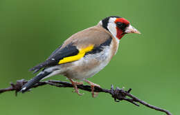 Image of European Goldfinch