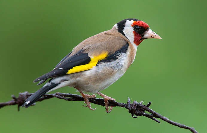 Image of European Goldfinch