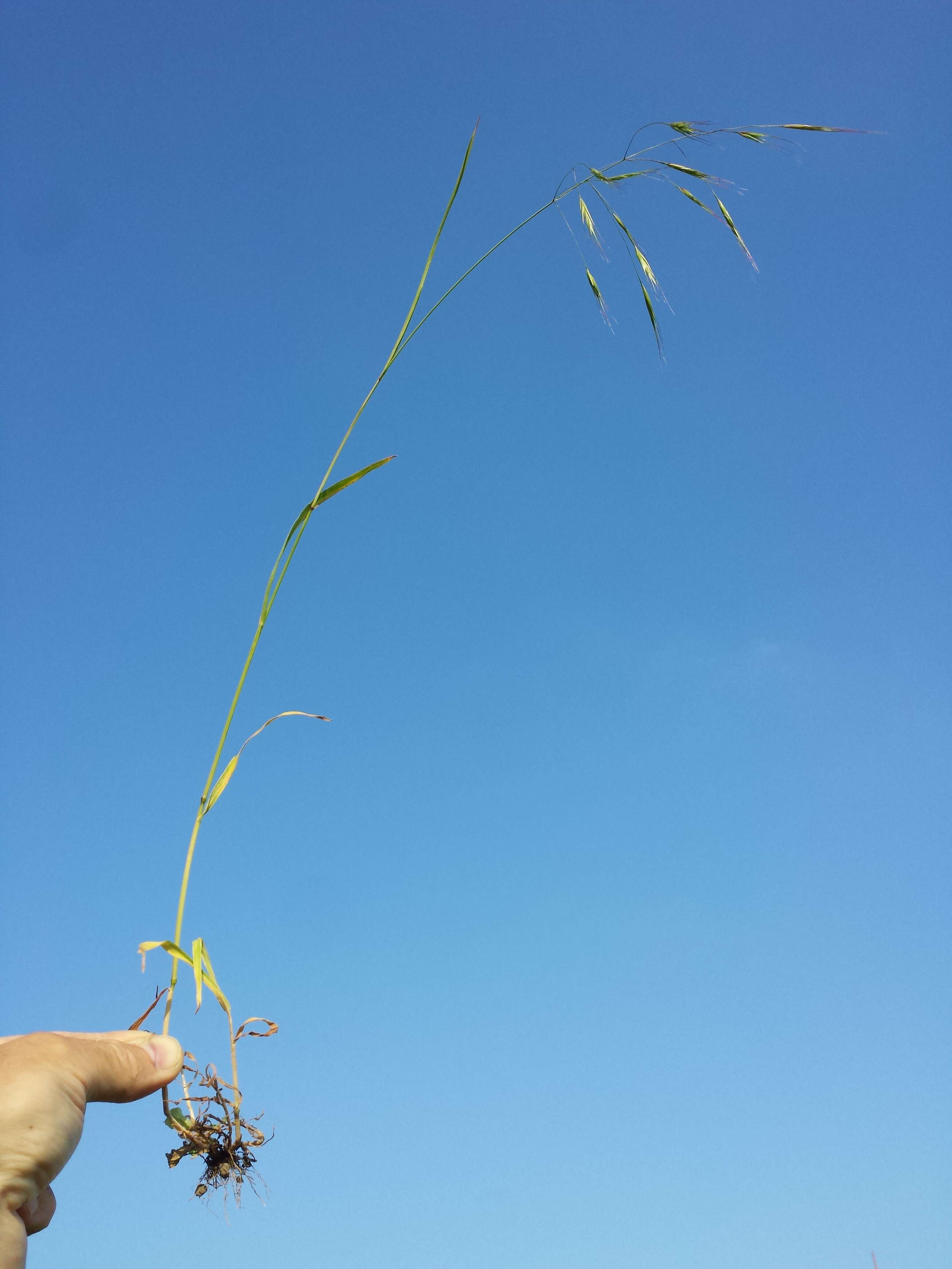 Imagem de Bromus sterilis L.