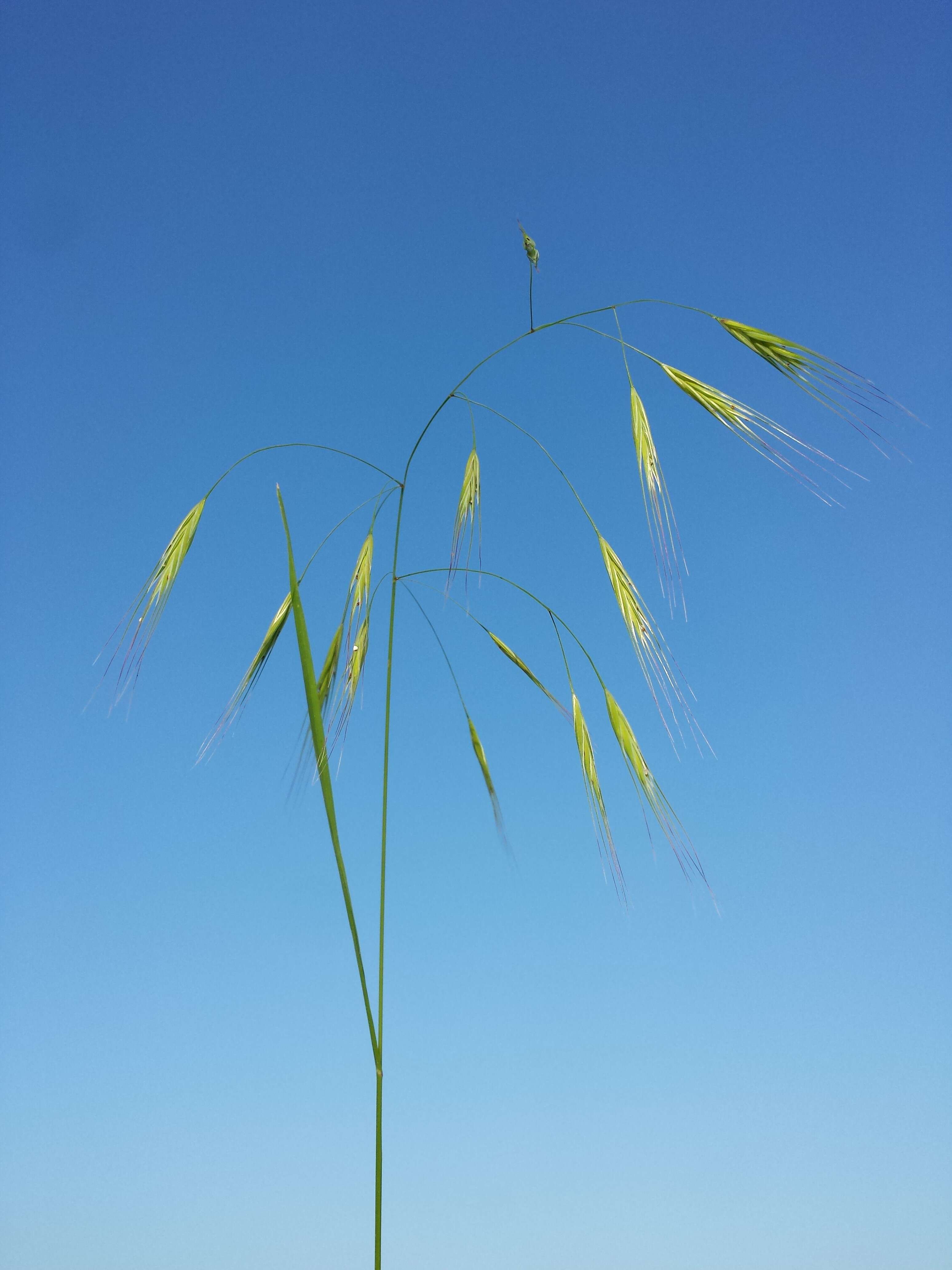 Imagem de Bromus sterilis L.