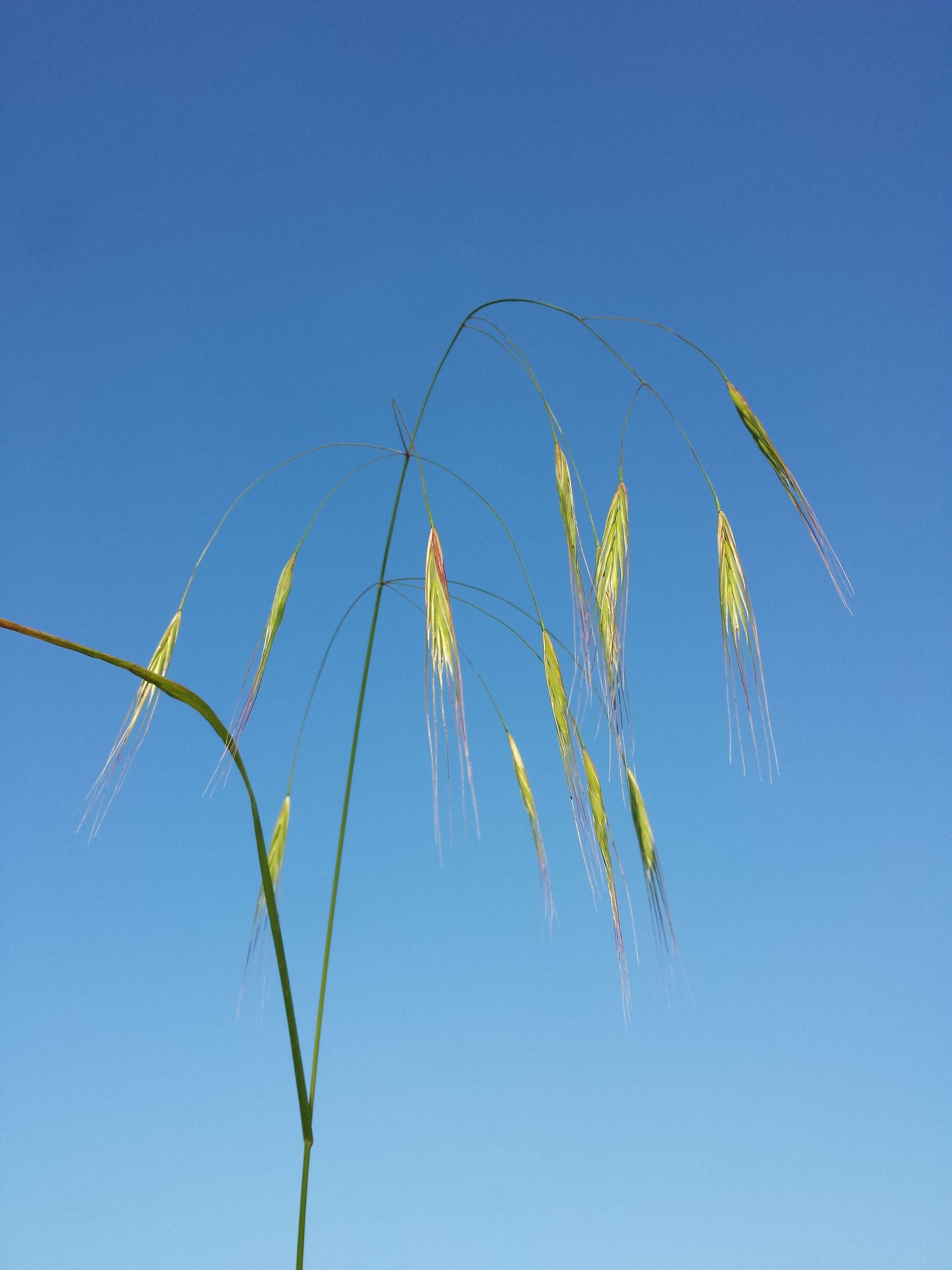 Imagem de Bromus sterilis L.