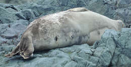 Image of Weddell seal