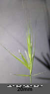 Imagem de Bromus sterilis L.