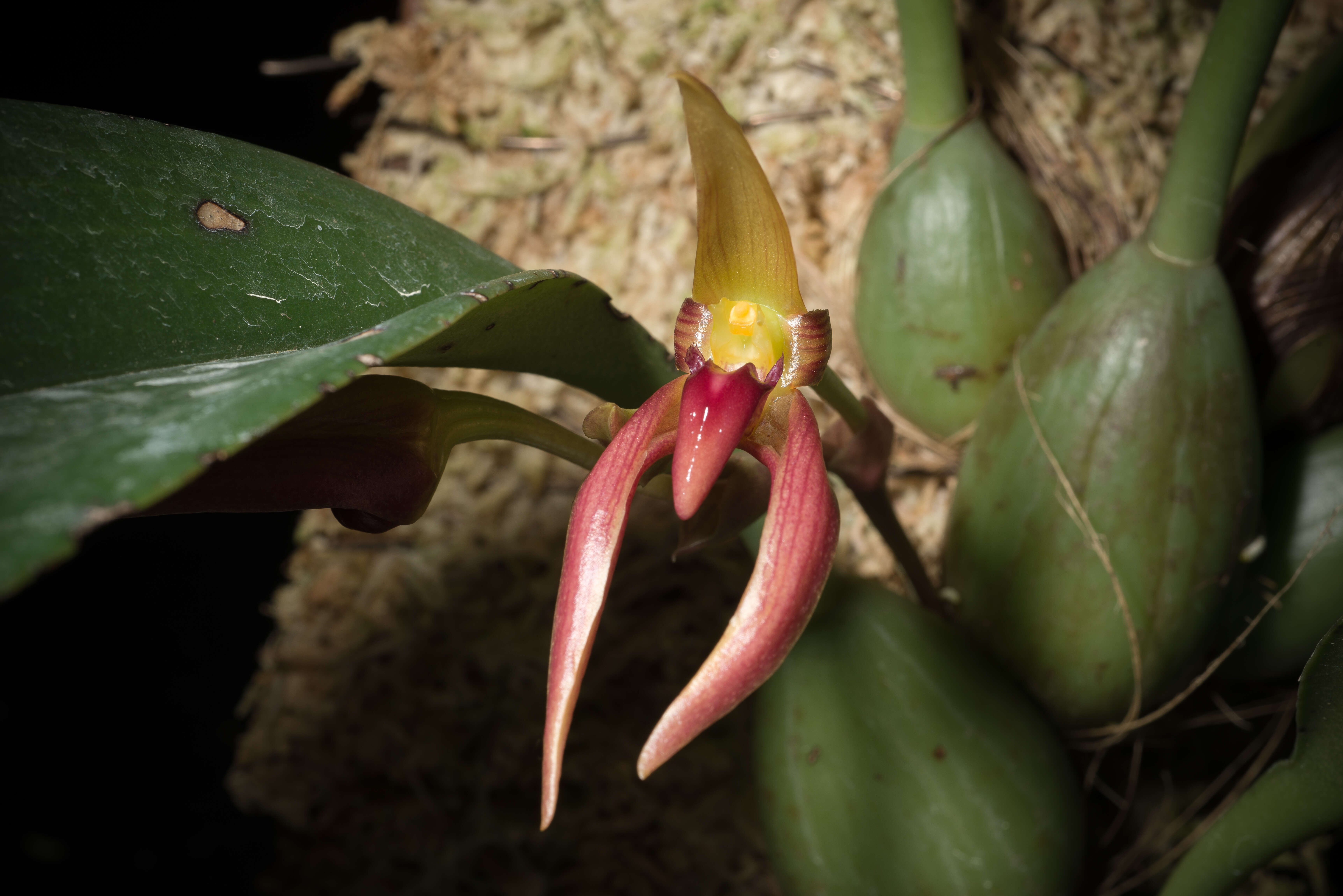 Image of Bulbophyllum basisetum J. J. Sm.