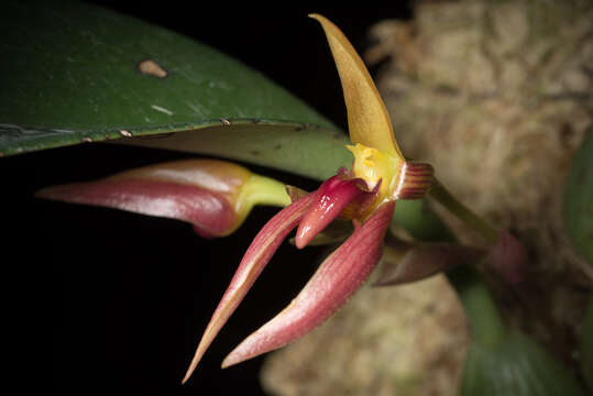 Image of Bulbophyllum basisetum J. J. Sm.