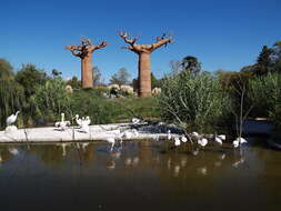 Image of Baobab